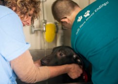 Two ARF members work together to bathe a labrador mix that arrived to the ARF facility on April 13. A total of five 6-month-old labrador mix dogs arrived at ARF together. The team worked to prepare kennels for the dogs, as well as bathe them and more. Breanna Daugherty | SFG