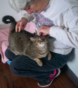 One of the cats in the free range cat room gets scratched and petted on April 13 at ARF. Breanna Daugherty | SFG