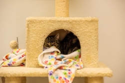 Linguine sits in her play place at the Humane Society in Muncie, Indiana on April 9th, 2022. (Kyle Atkisson/SFGMuncie)