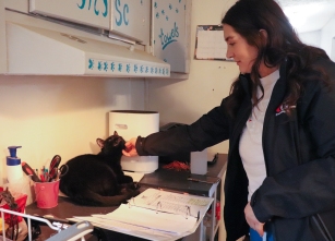The Animal Rescue Fund's Catty Shack manager, Jenny Burkett, takes a quick break to give Jasper the black cat a scratch on the chin as she fills out paperwork for ARF on Saturday, April 9, 2022, in Muncie, IN. (Madelyn Guinn).