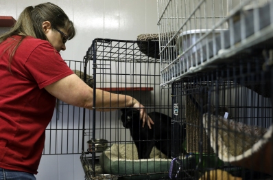 Tara Drumm pets a cat as she refills food and water bowls April 9, 2022 at Midwest Pet Refuge in Portland, Ind. The refuge adopts out about 25 animals every month. Rylan Capper