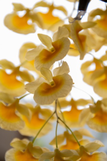 Many small yellow flowers hang down from a hanging pottter in the Rinard Orchid Greenhouse in Muncie, IN on April 9, 2022. Anna Sego, J437.