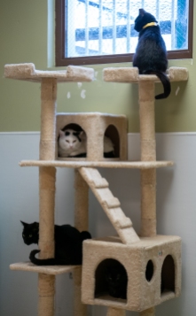 Four cats relax in a cat tree in the Cat "city" at the Muncie Animal Care and Services facility in Muncie, Indiana on Saturday, April 9th, 2022.